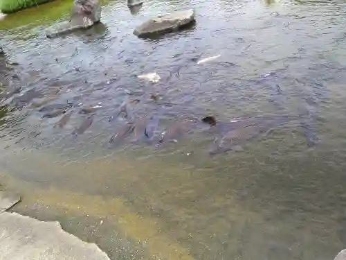 東本願寺本廟 牛久浄苑（牛久大仏）(茨城県)