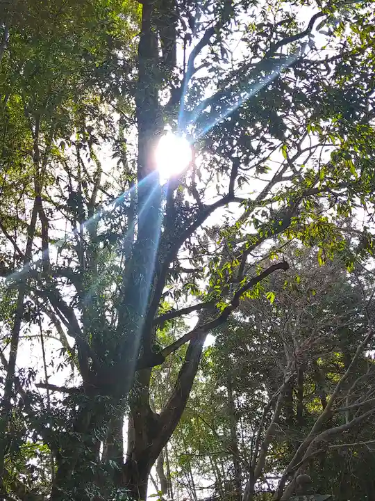 朝倉神社の自然