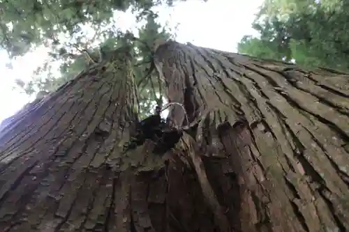 鹿島大神宮の自然