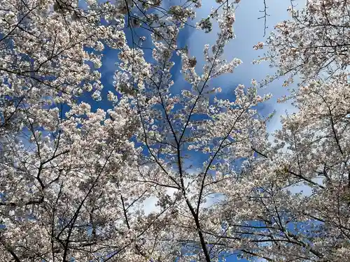 北海道神宮の自然