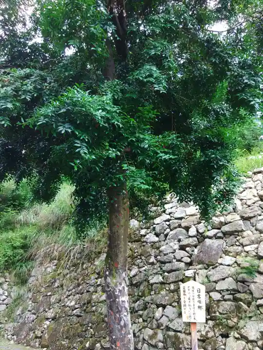 日吉大社の自然