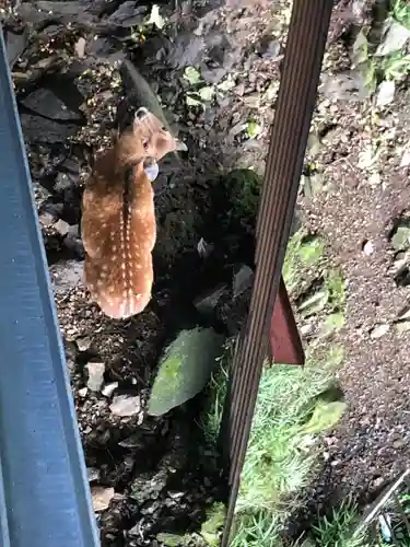 大山阿夫利神社の動物