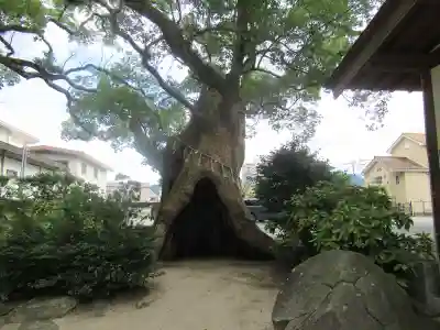 宇美八幡宮の自然