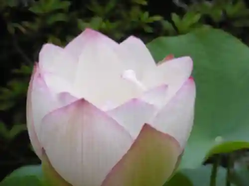 唐招提寺の自然