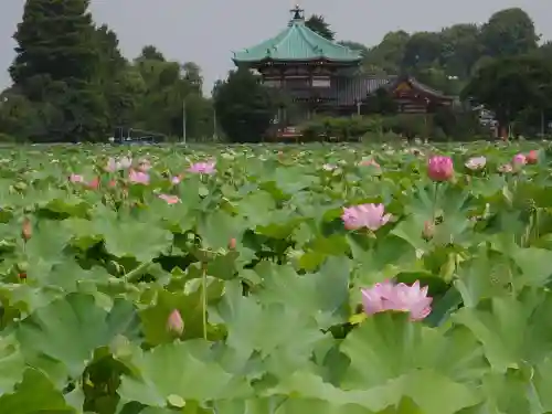 寛永寺不忍池弁天堂の庭園