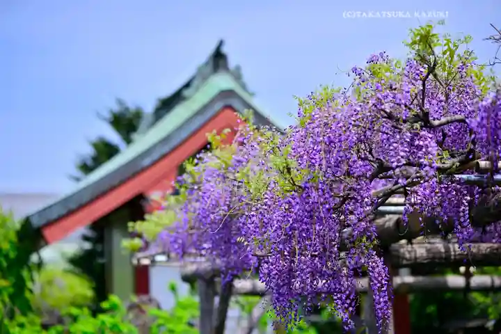 亀戸天神社(東京都)