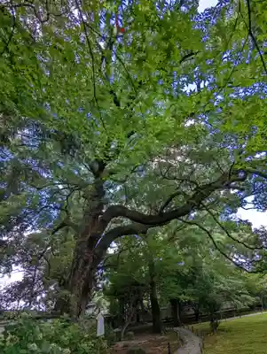 青蓮院門跡(京都府)