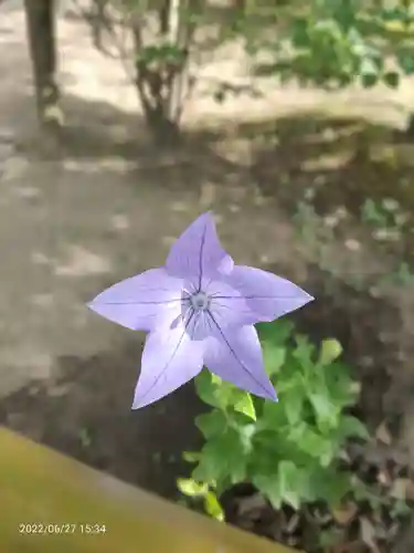 白幡天神社の自然