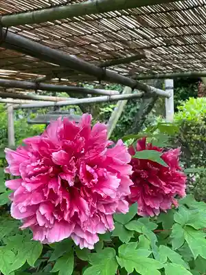 東長谷寺　薬王院(東京都)