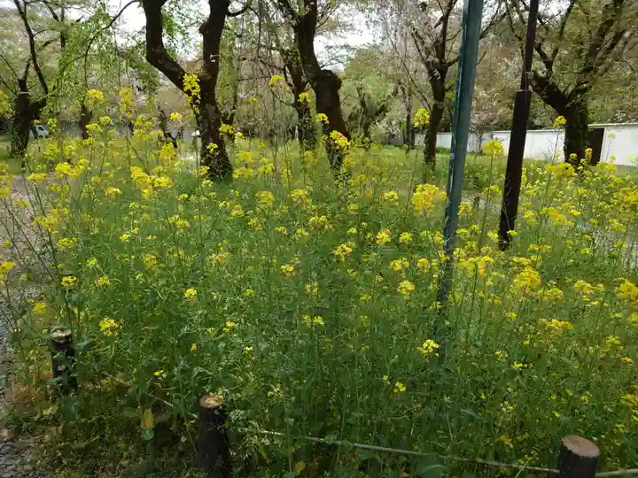 平野神社の自然