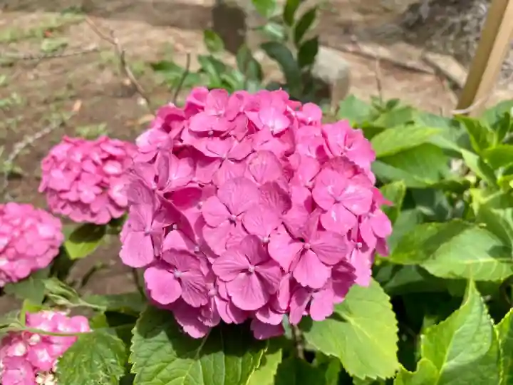 諏訪神社の自然