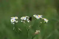大六天麻王神社の自然