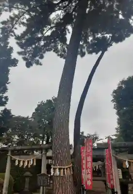 中野沼袋氷川神社(東京都)