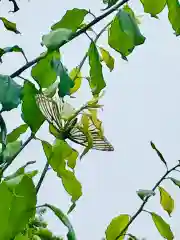 女化神社の動物