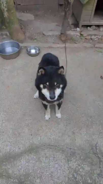 玉野御嶽神社の動物