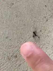 最明寺の動物(2020年05月19日(火) 17時13分06秒投稿)