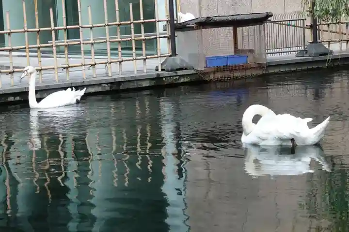 頂法寺(六角堂)の動物