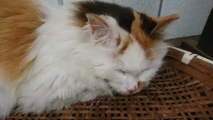 阿邪訶根神社の動物