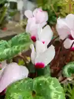 三輪神社の自然