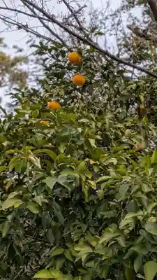 平野神社(京都府)