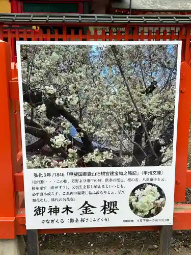 金櫻神社(山梨県)