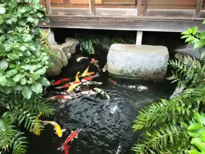 大蓮寺(神奈川県)