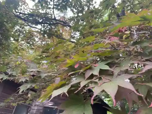 彌彦神社　(伊夜日子神社)の自然
