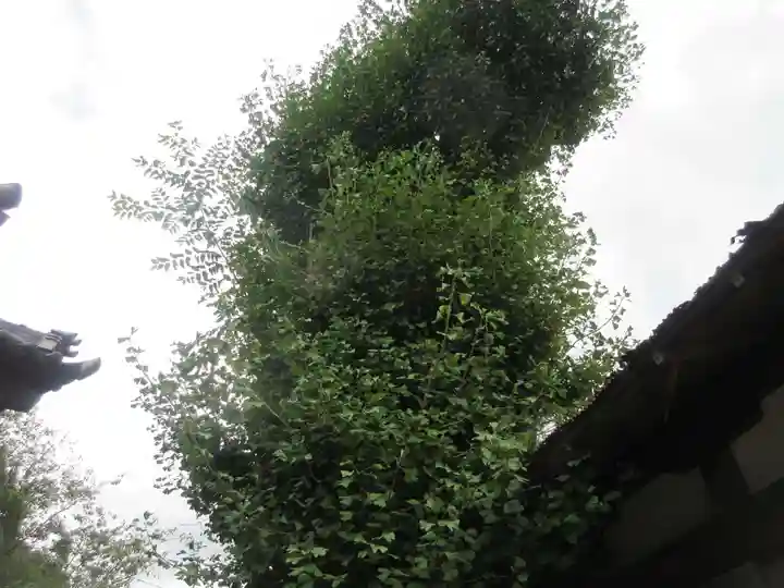 蛭子神社の自然