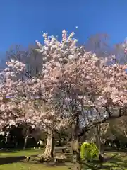 篠崎浅間神社の自然