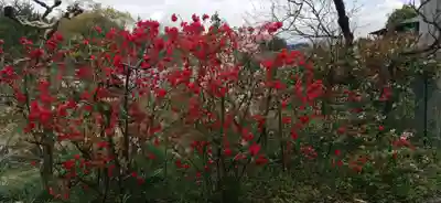 明智寺(埼玉県)