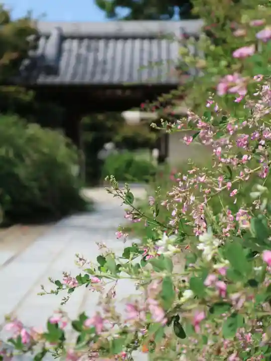 圓光禅寺(円光寺)の自然