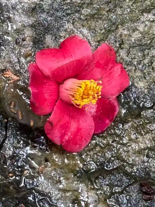 椿大神社(三重県)