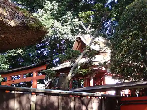 夜都伎神社の本殿