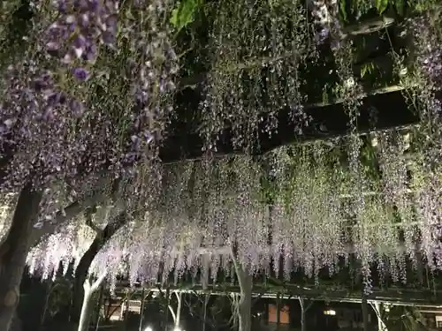 亀戸天神社の庭園