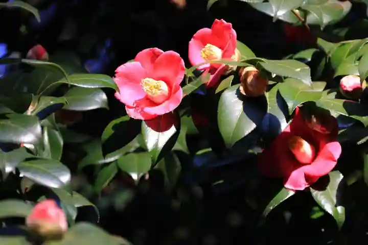 阿久津「田村神社」(郡山市阿久津町)旧社名:伊豆箱根三嶋三社の庭園