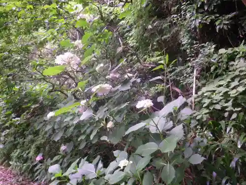 荏柄天神社の自然
