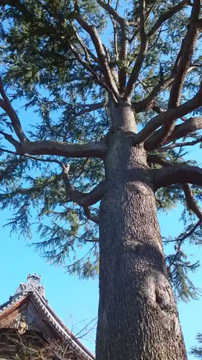 寛永寺(根本中堂)(東京都)