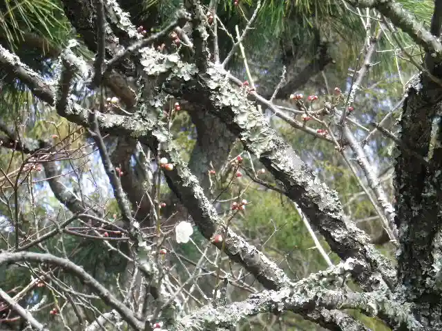浄光明寺の自然