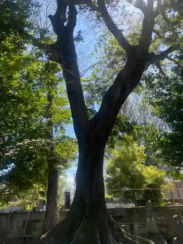 駒形神社(群馬県)