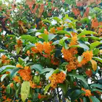 豊景神社の自然