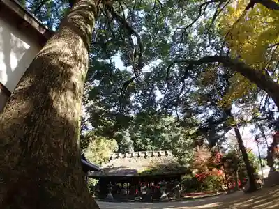 夜都伎神社の自然