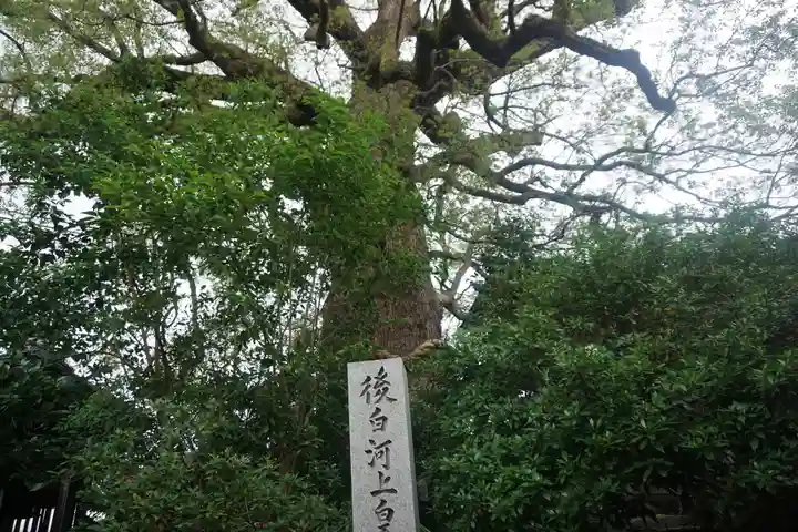 新熊野神社の自然