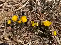 国宝 大法寺の自然