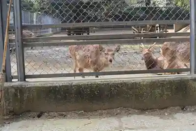 奥宮(鹿島神宮摂社)(茨城県)