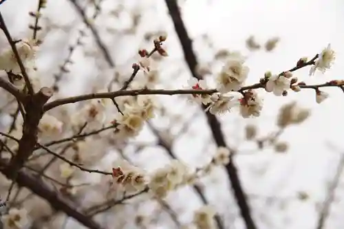 花園神社の自然