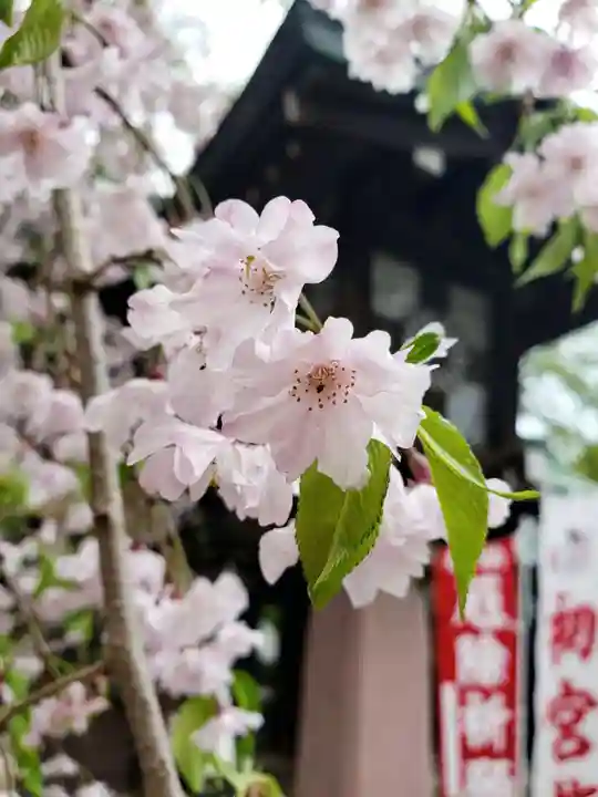 大宮八幡宮の自然