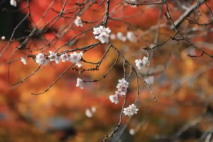 鹿島大神宮の自然