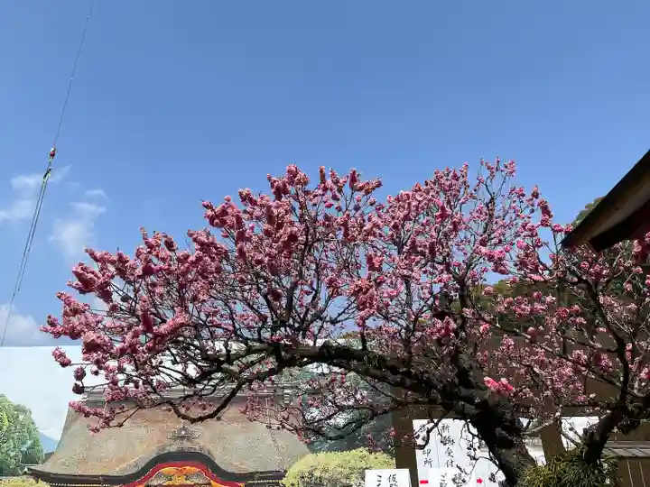 太宰府天満宮の自然