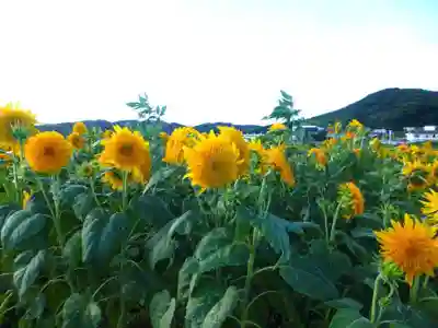 白崎神社(山口県)