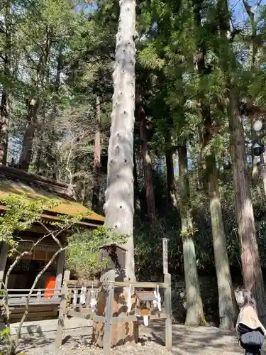 諏訪大社下社春宮の自然